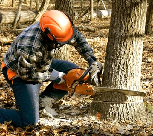 Arborist assessing tree health in Michigan